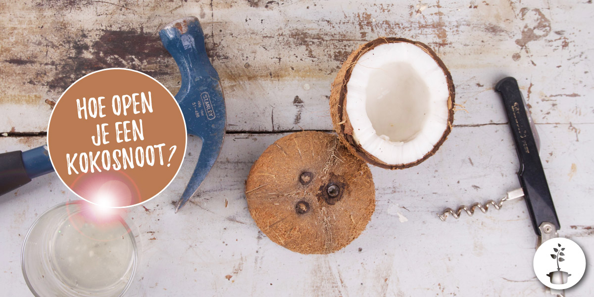 Kokosnoot openen hoe