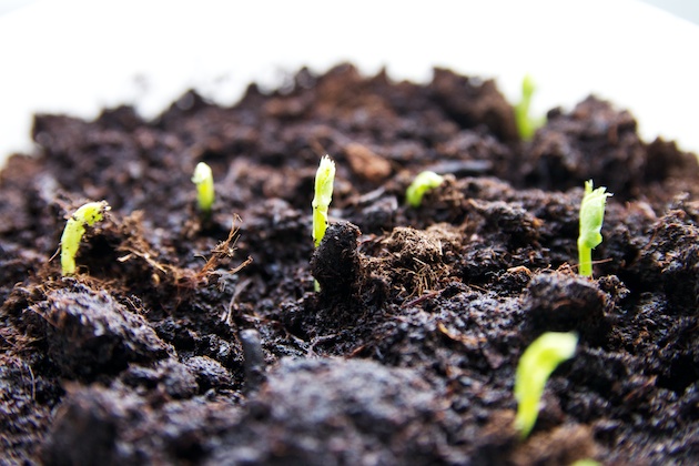 Erwtenscheuten kweken