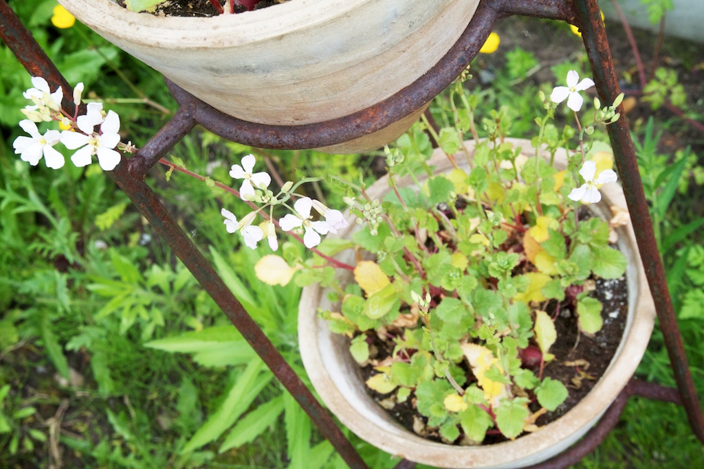 Radijzen in potten met bloemen