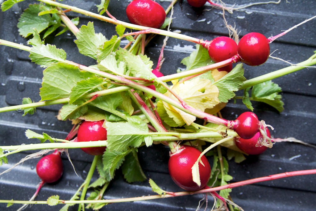 Gewassen radijs