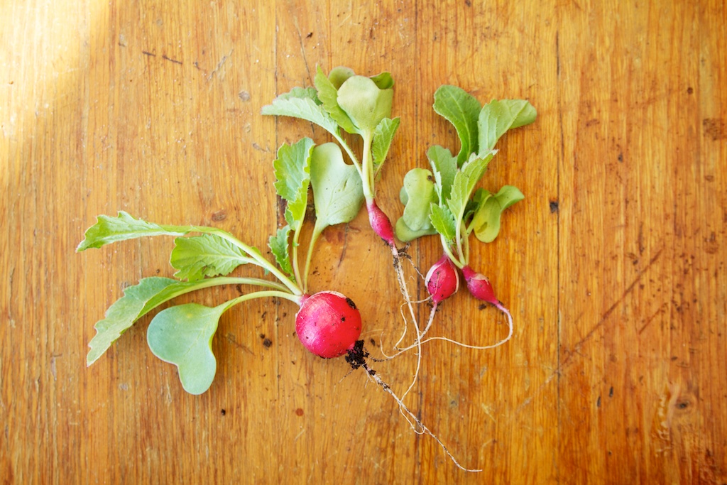 Radijsjes zelf kweken in potten en oogsten