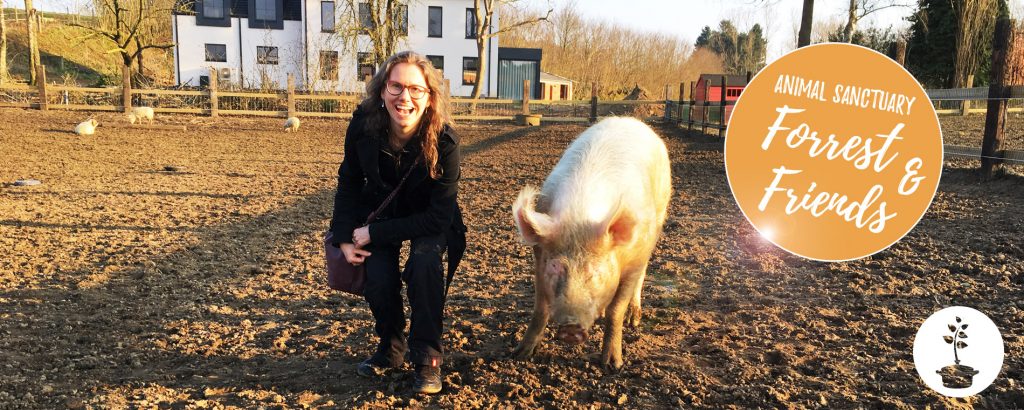 Forrest & Friends - animal sanctuary in Kaggevinne (Diest)