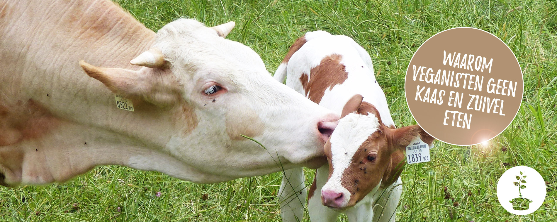 Waarom veganisten geen kaas en zuivel eten