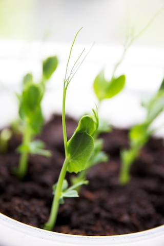 Eetbare erwtenscheuten