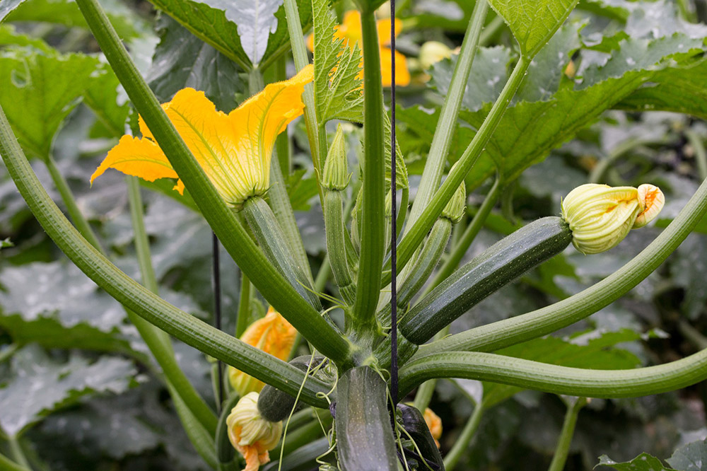 Courgettebloemen