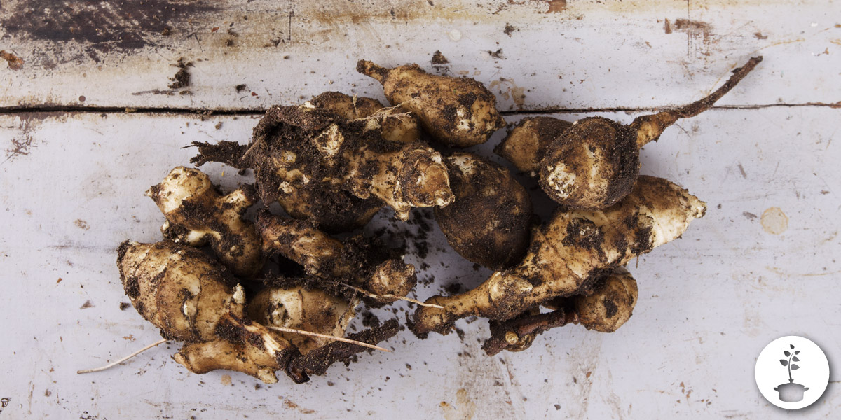 Aardperen planten en oogsten