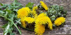 Paardenbloemen recepten voor blad, bloem en wortels